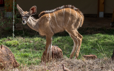 ol-malo-lodge Kenia ol-malo-lodge Kenia