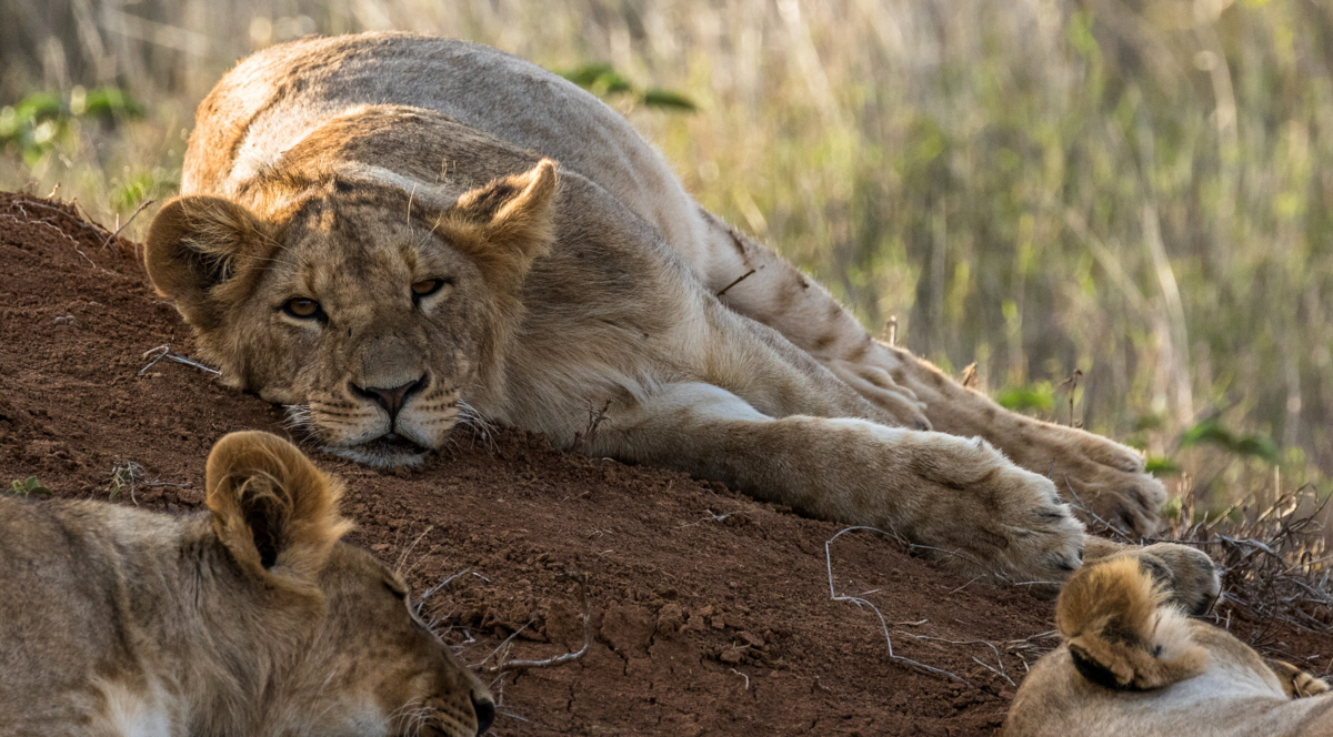 Ol Malo Kenia L�wen