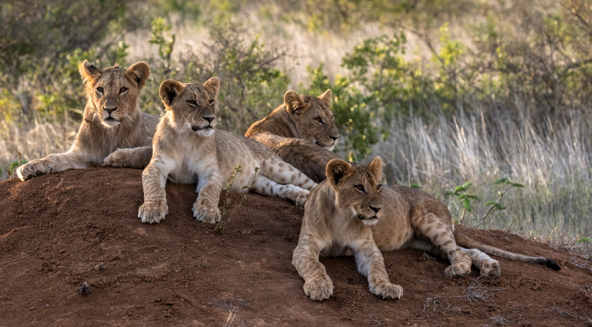 L�wen Masai Mara