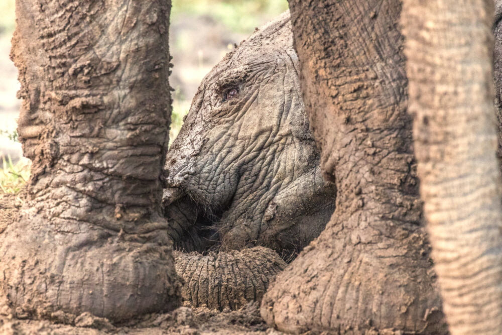 Kicheche Laikipia Camp Ol Pejeta 