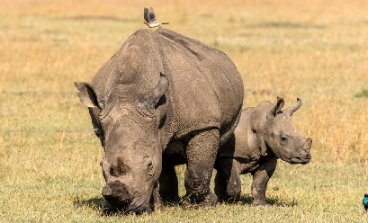 ol-pejeta-kicheche-laikipia