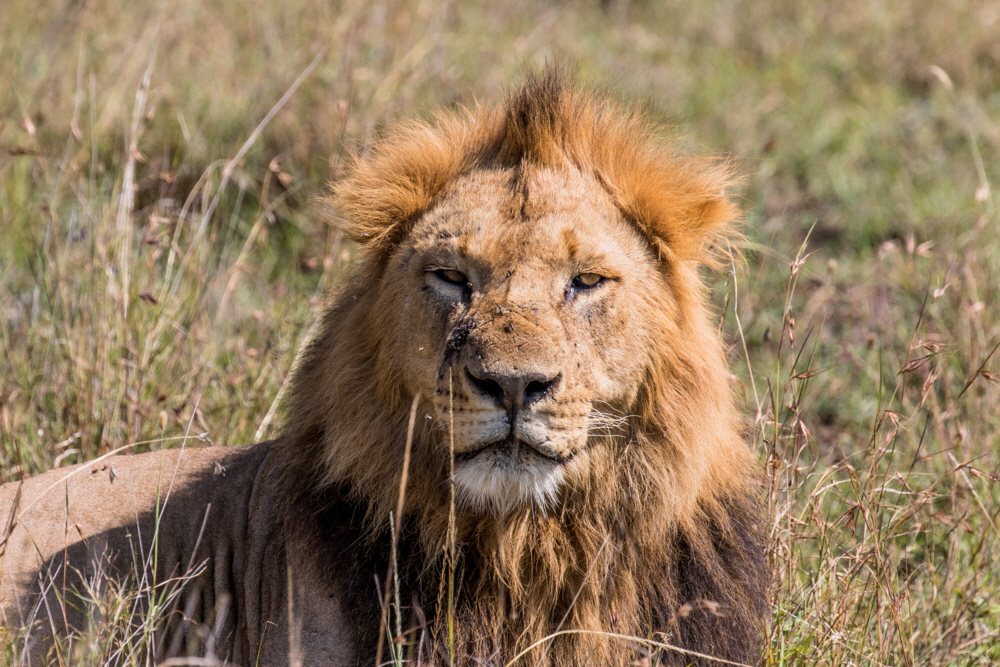 Kicheche Laikipia Camp Ol Pejeta