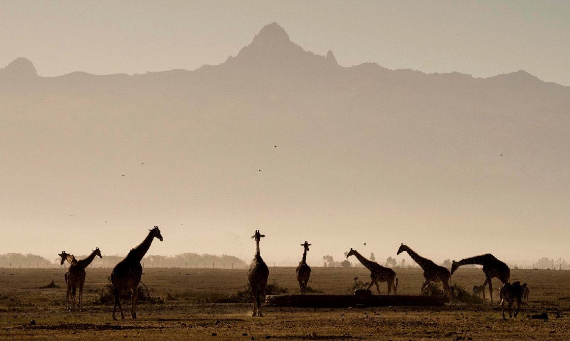 Porini Camp Ol Pejeta 