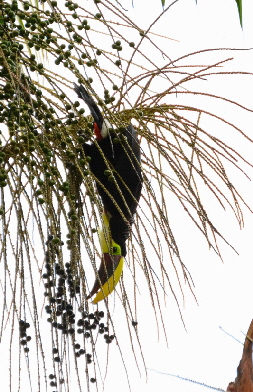 reisebericht-costarica_0003