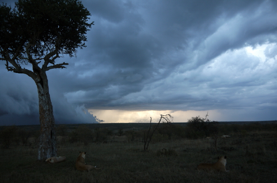 Luxus- safari-in-der-mara-kenia Luxus- safari-in-der-mara-kenia