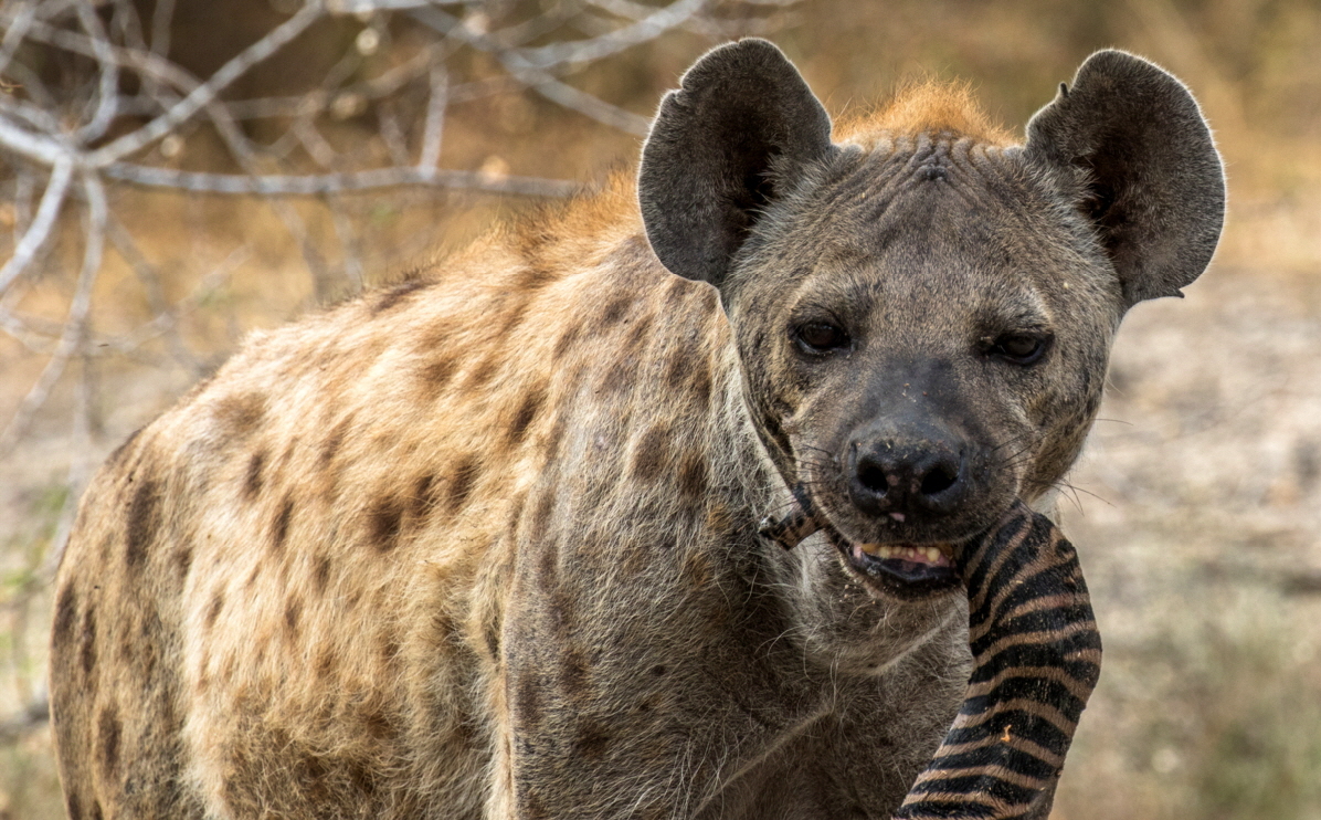 Ruaha und  Selous Safari