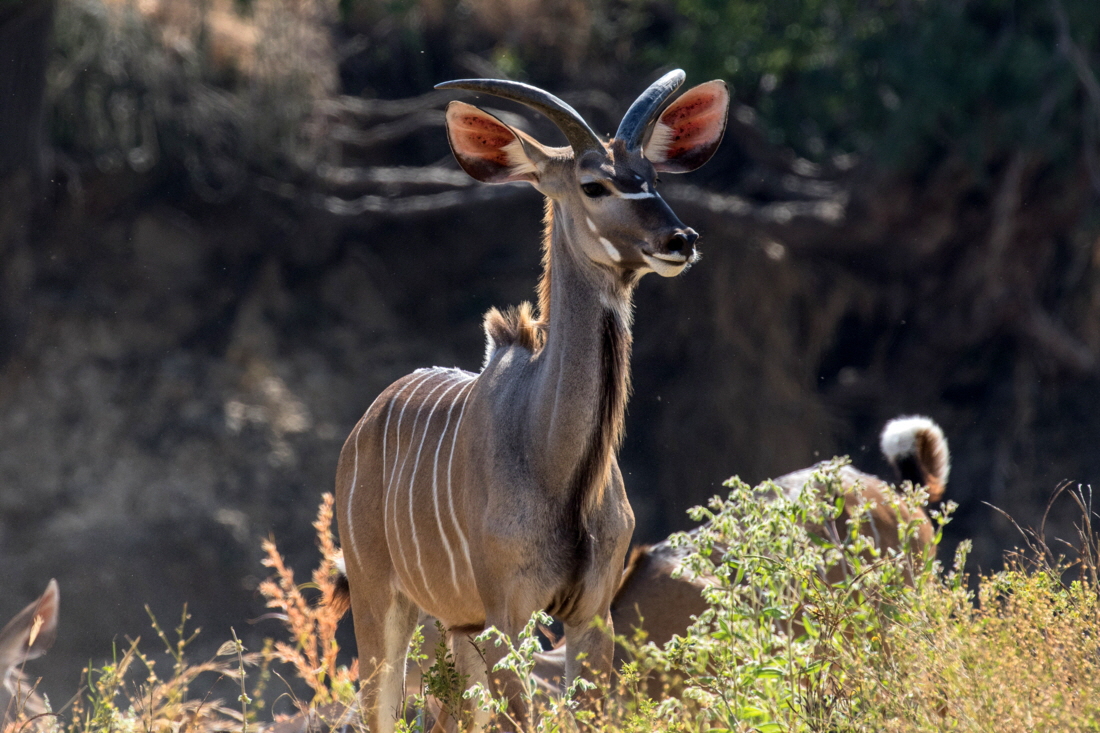Kudus