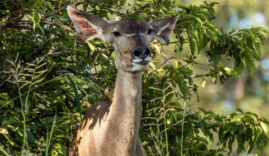 Gro�er Kudu Ruaha Safari Tansania