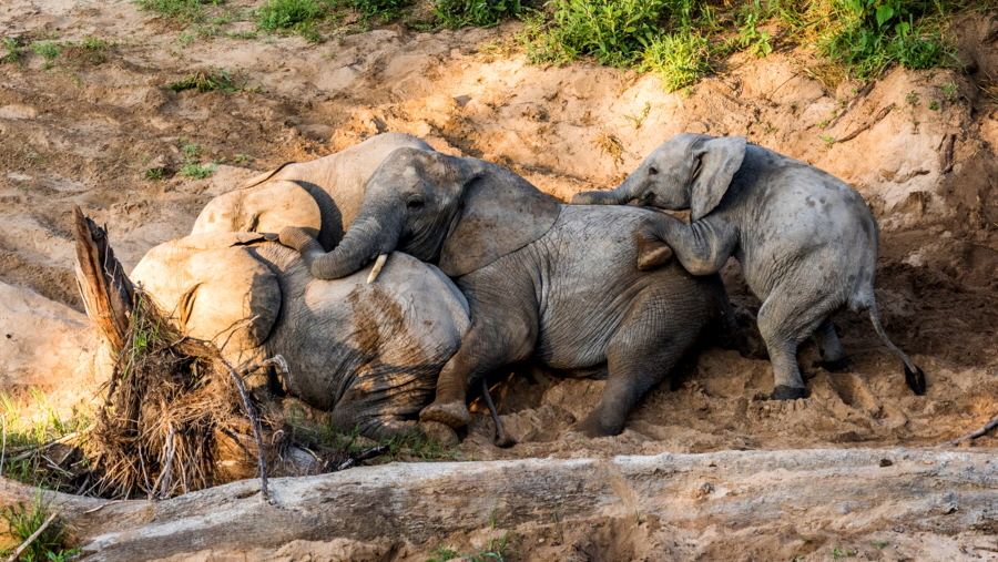 Elefanten in der Ruaha