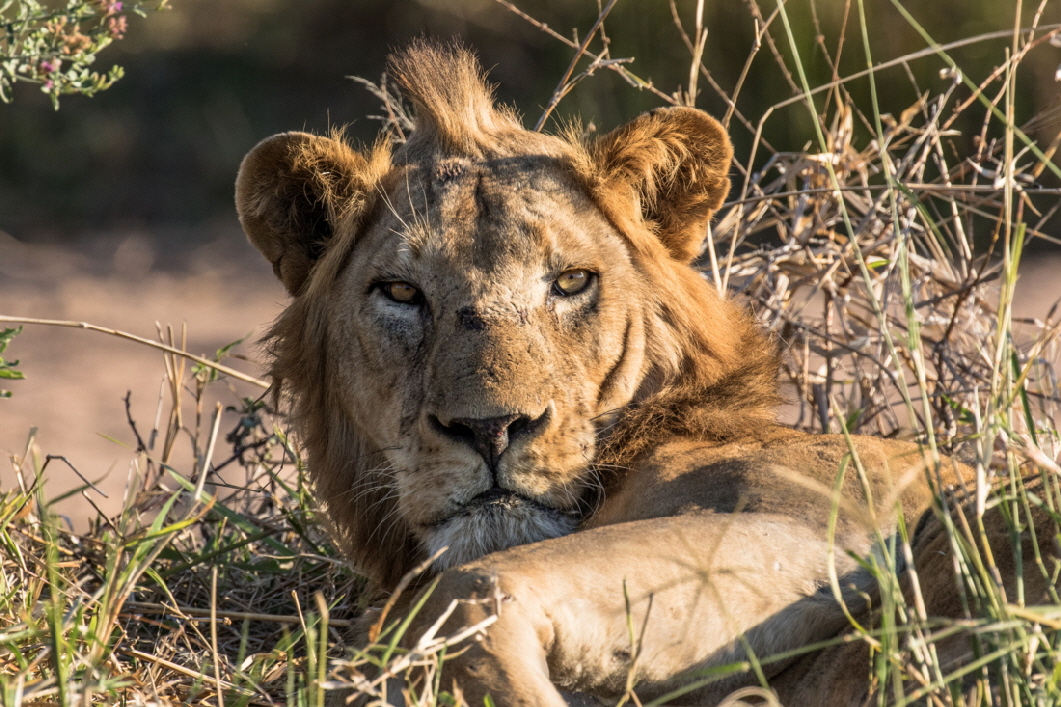 Mdonya Old River Camp Ruaha L�we