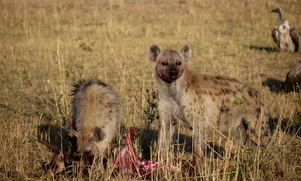 T�pfelhy�nen in der Masai Mara