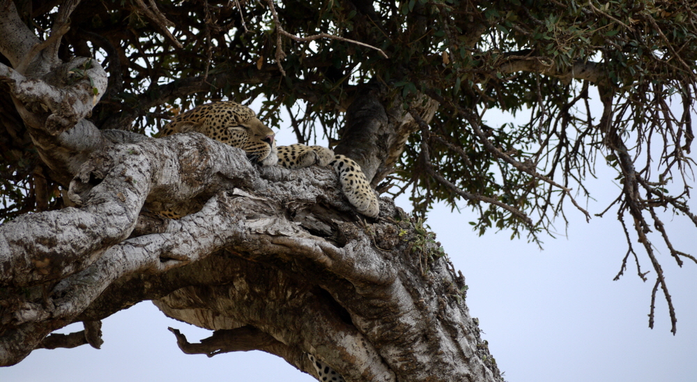 Masai Mara  Leopard