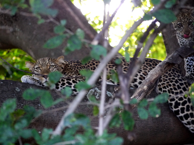 South Luangwa ist bekannt f�r Leoparden