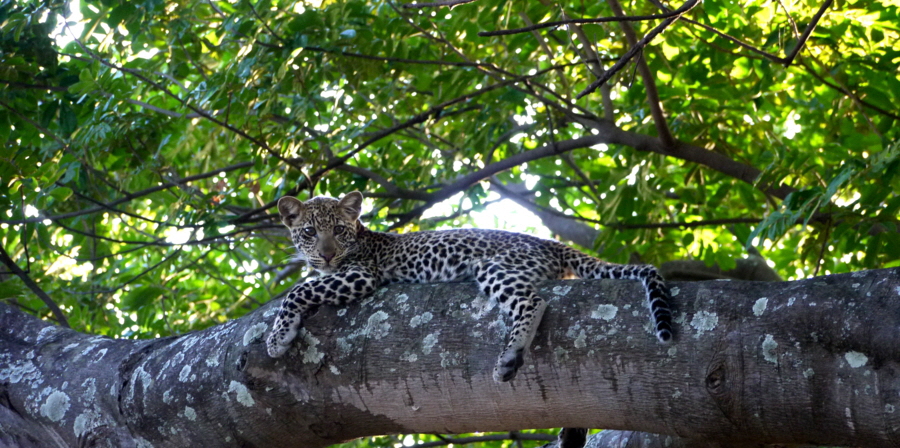 sambia-safari-buchen sambia-safari-buchen