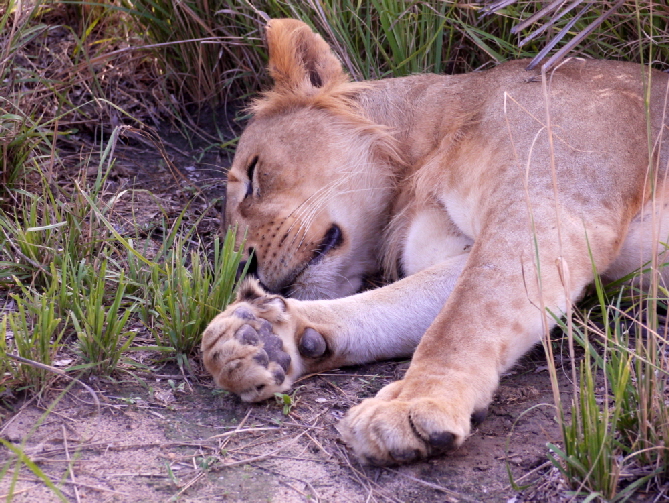 sandrivers-selous-tansania-safari sandrivers-selous-tansania-safari