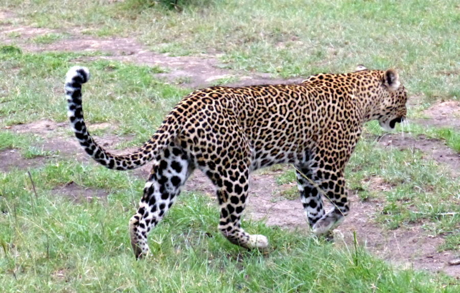 Leopard 