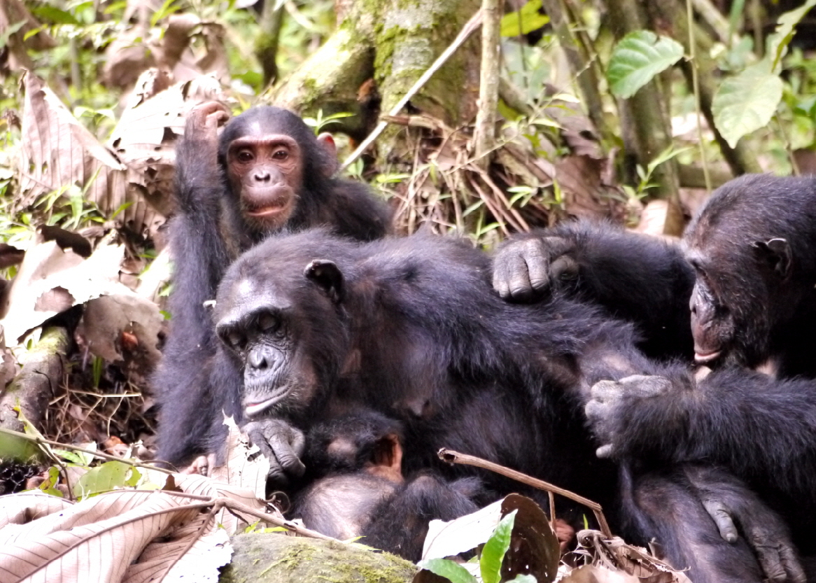 Schimpansen in Mahale Greystoke Tansania 