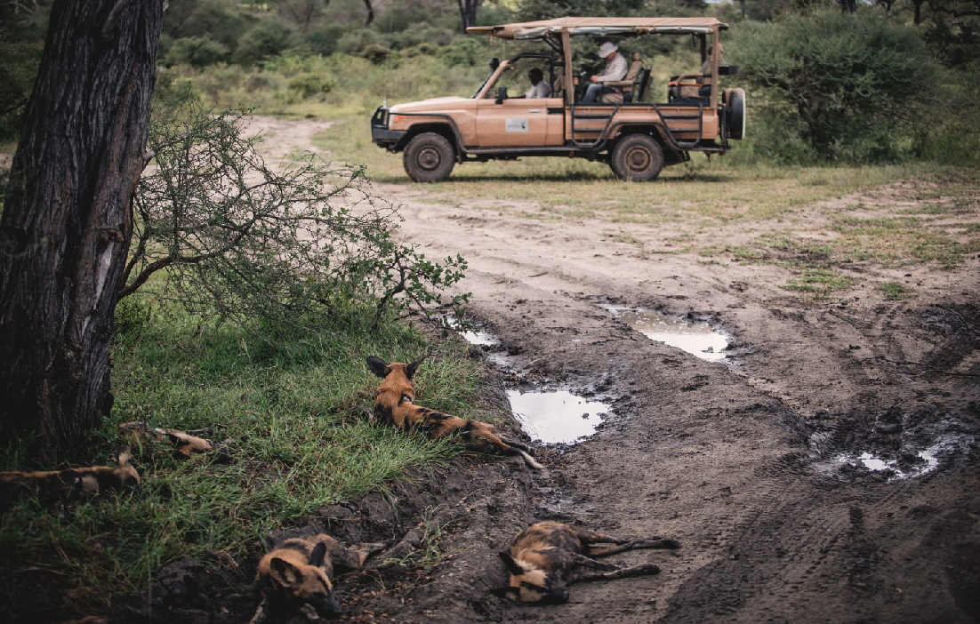 Impala Camp Selous Tansania 