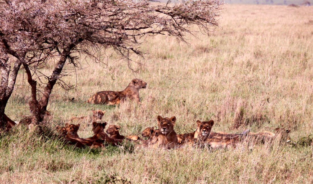 In der Serengeti findet man noch gro�e L�wenrudel 