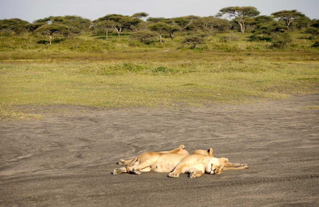 L�wen  Mittagsruhe 