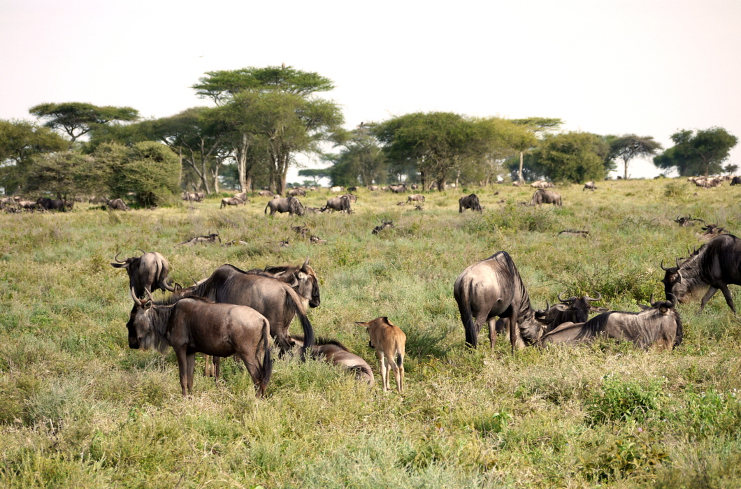 Laba Migration Camp Serengeti in Ndutu 