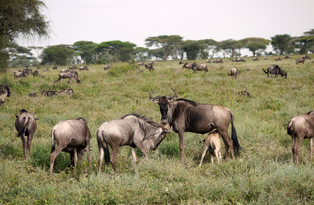 Laba Migration Camp Serengeti in Ndutu 