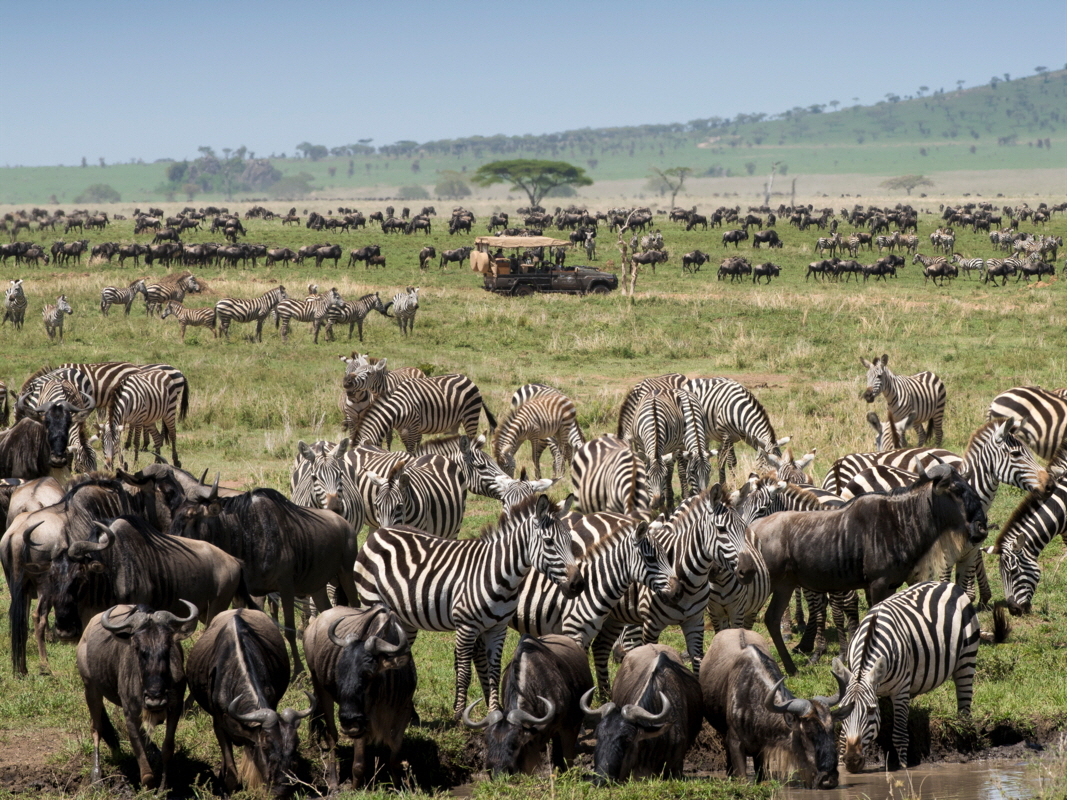 One Nature Nyaruswiga Camp Serengeti