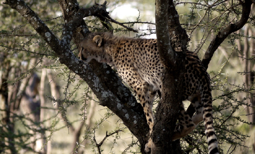 serengeti-safari-migration