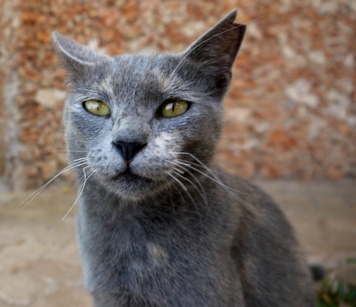 Katzen Insel Lamu Kenia