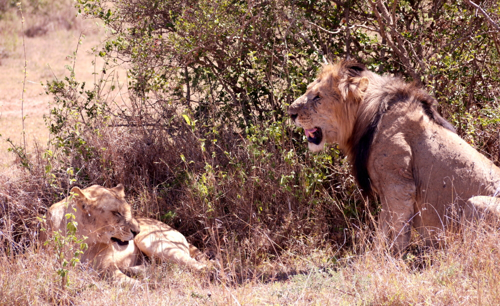 Solio Lodge  L�wen  