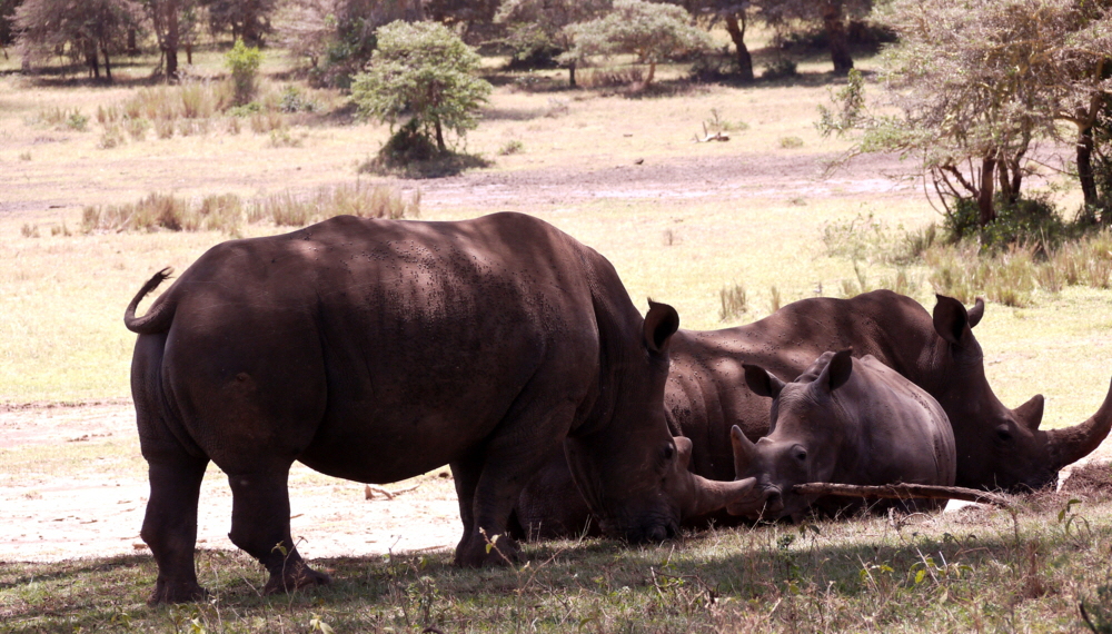 Solio  Lodge  Nash�rner