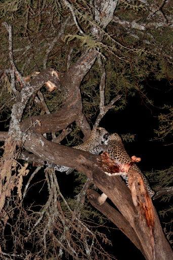 sosian-lodge-kenia_0005