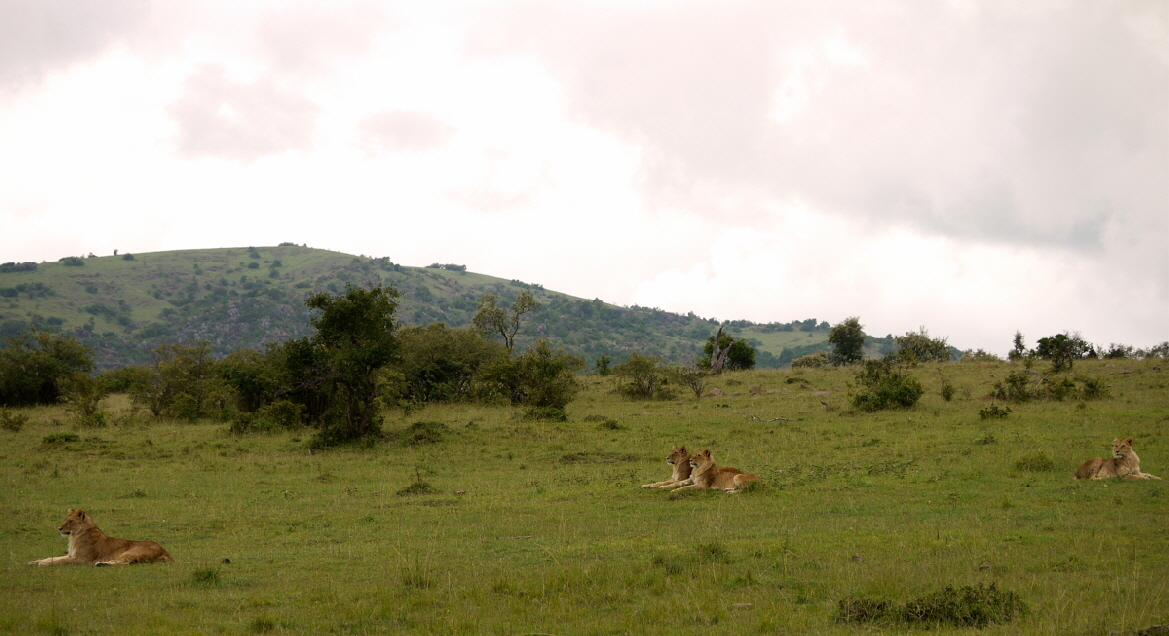 L�wen-Spirit of the Mara 
