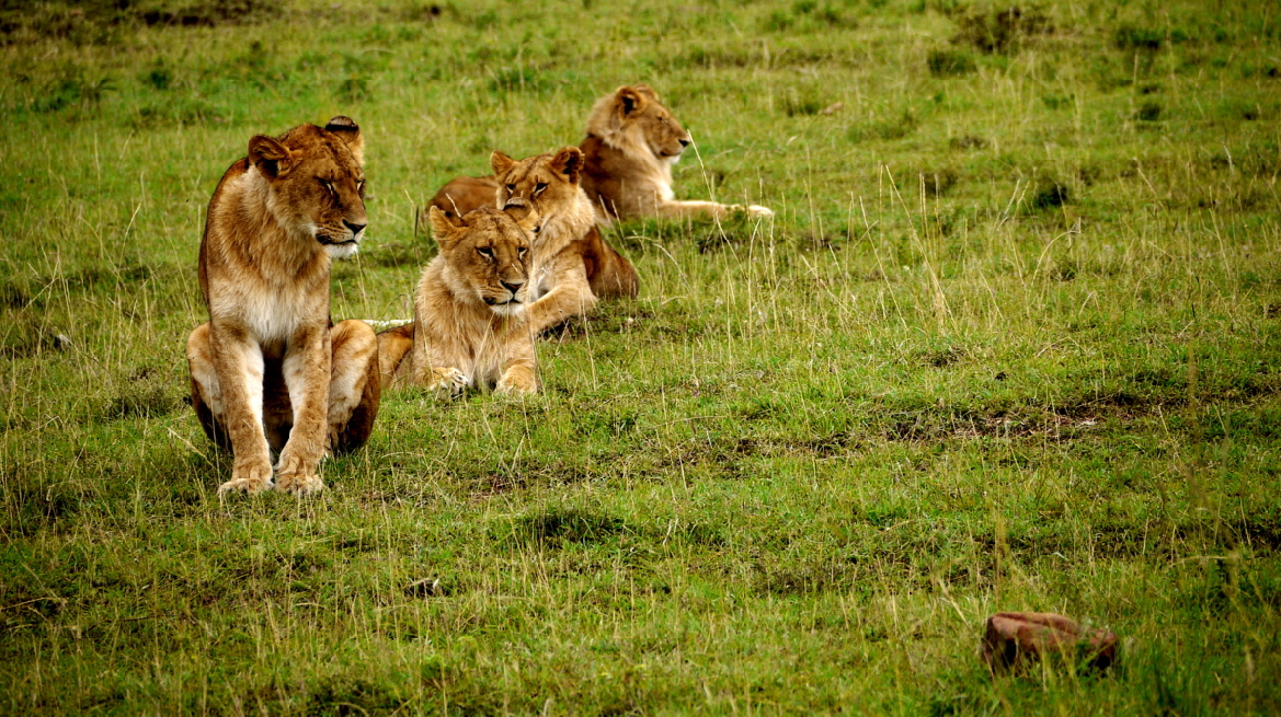 L�wenland Masai Mara 