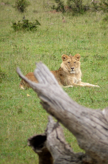 spirit-of-the-masai-mara-kenia
