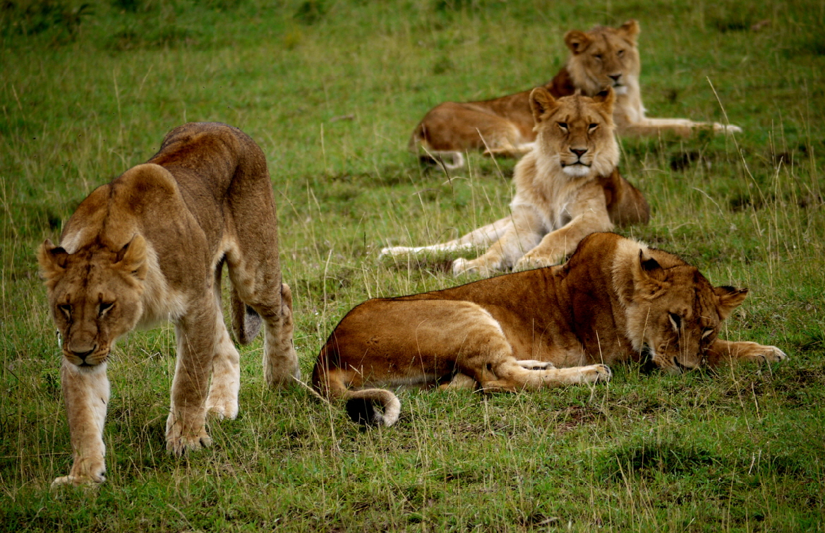 L�wen gut habituiert