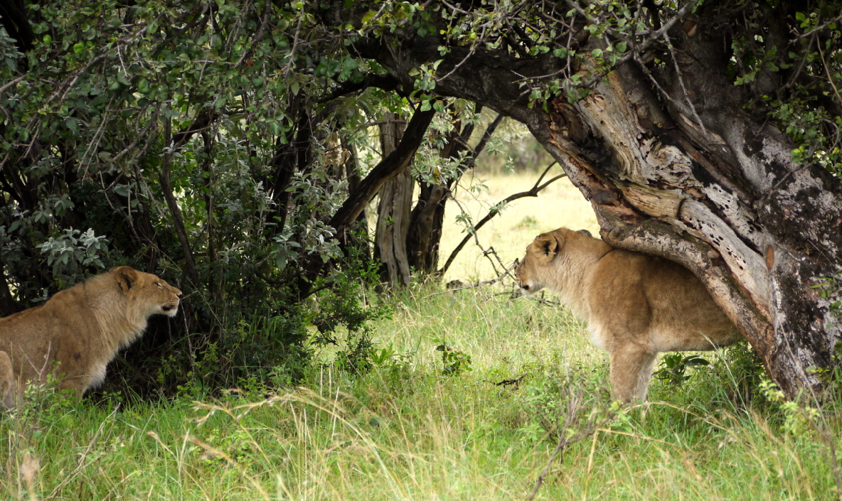 L�wen in der Masai Mara 