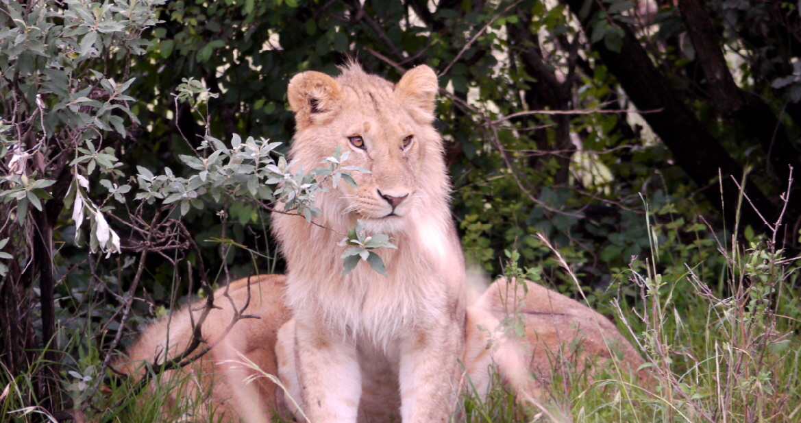 Lieblingsl�we  sehr hell 