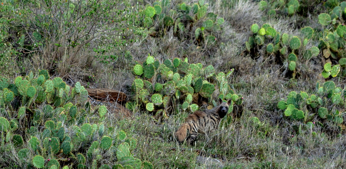 Streifenhy�ne -Michael G�rtz