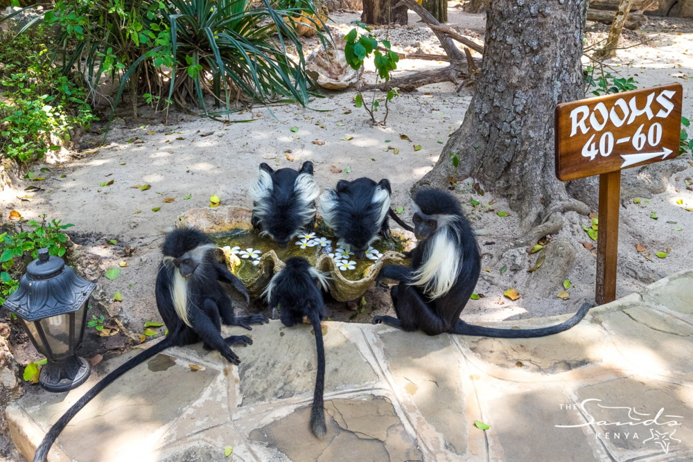 The Sands at Chale Island Kolobus Affen
