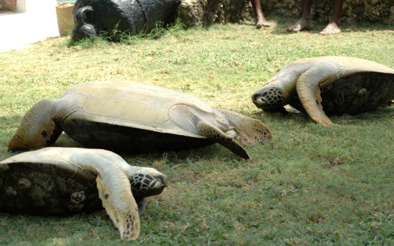 Schildkr�ten  Insel Lamu Kenia