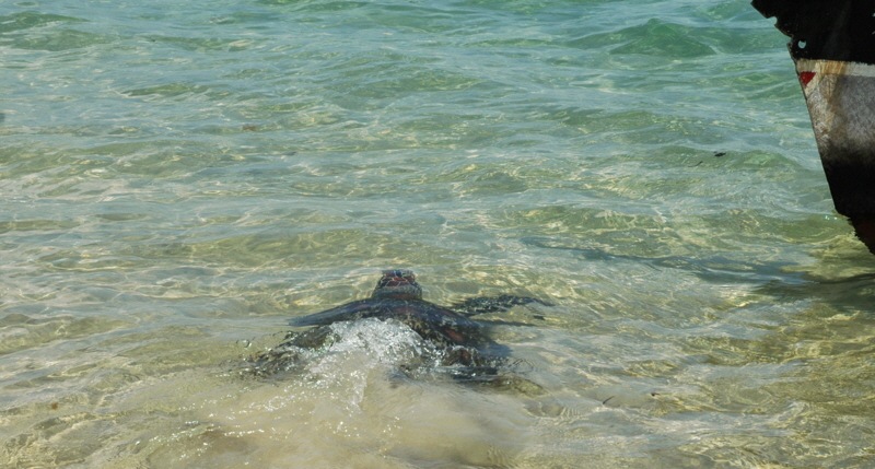 Schildkr�ten  Insel Lamu Kenia