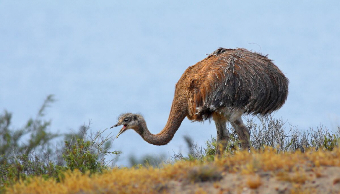 Valdes Halbinsel Argentinien