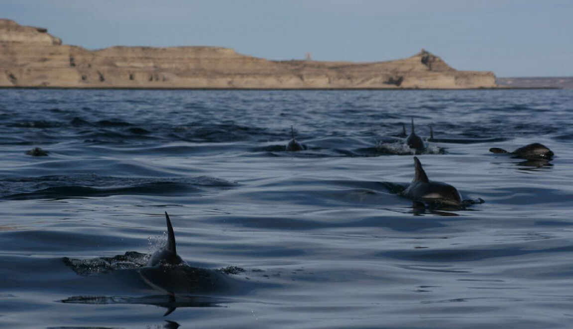 Schwertwale in Valdes 