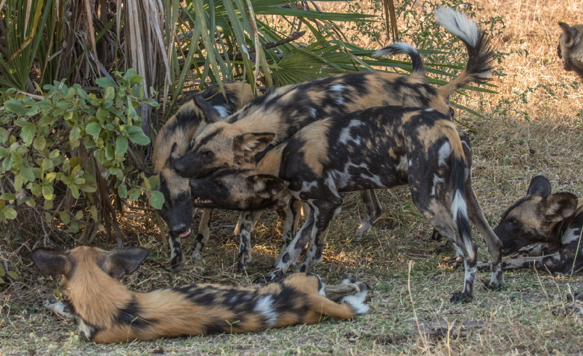 Wildhunde in Tansania 