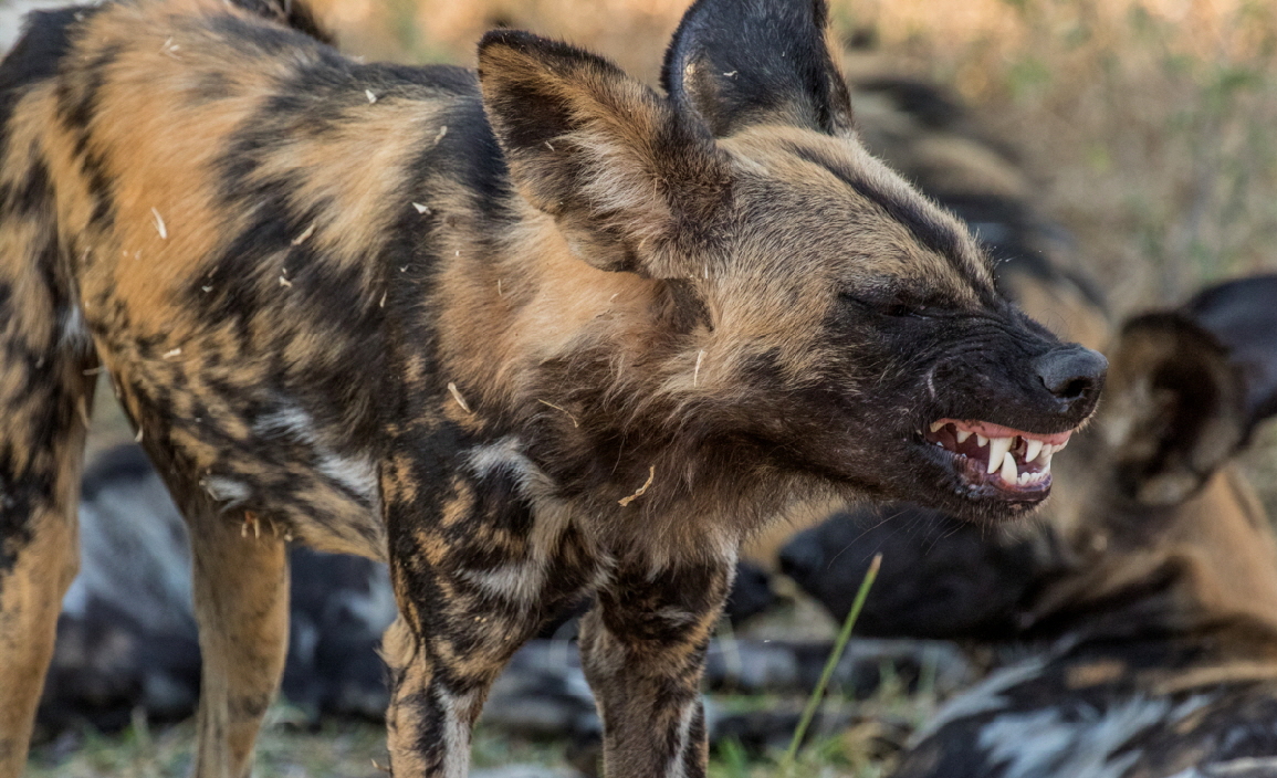 Wildhund Lyacon Pictus