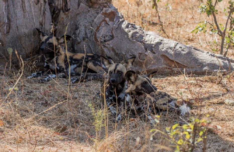 wildhundrudel-sambia-safari wildhundrudel-sambia-safari